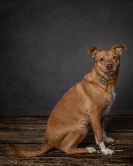 Ginger, a Adoptable mixed breed in Cullman, AL image 5/6
