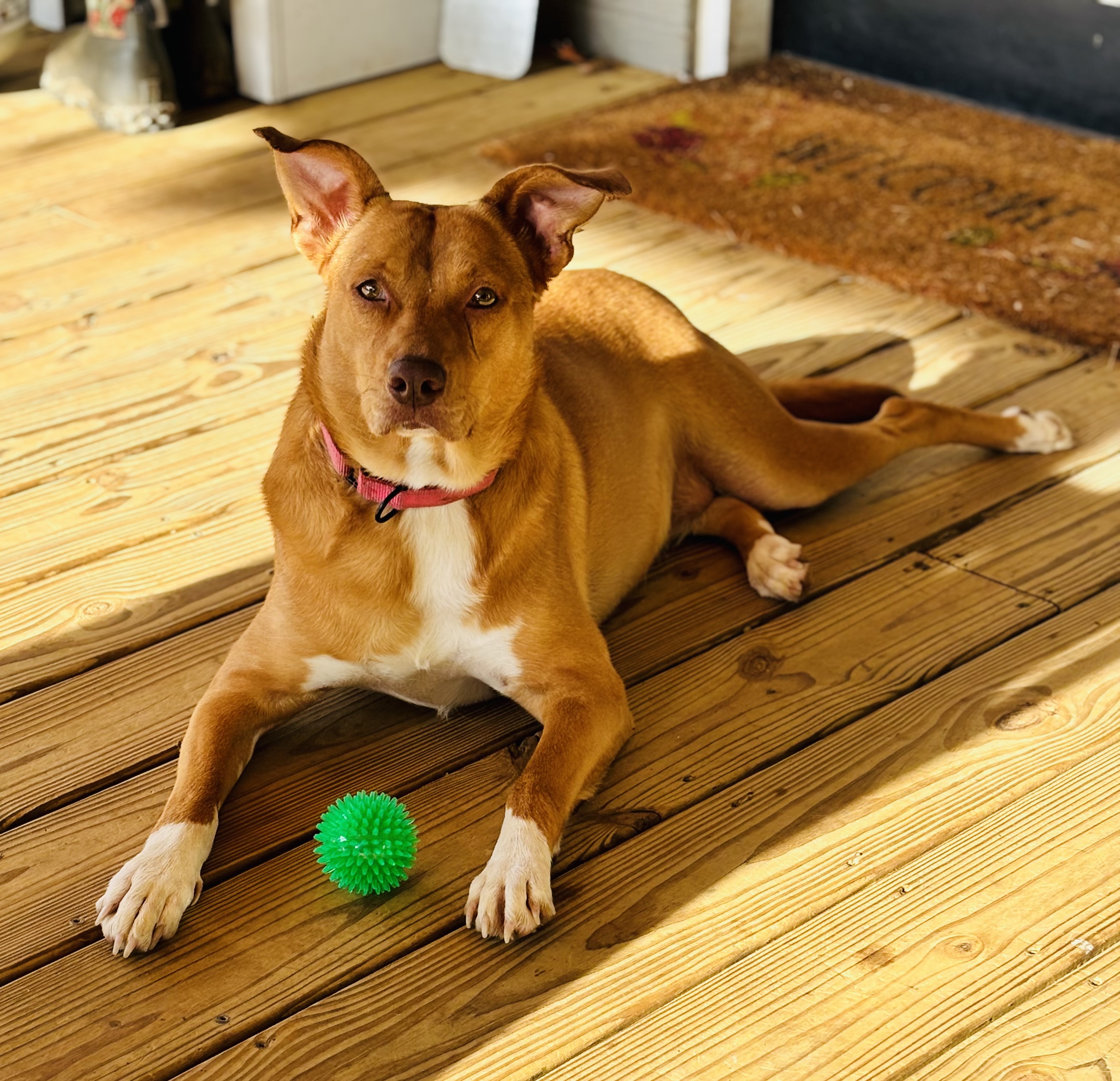 Ginger, a Adoptable mixed breed in Cullman, AL image 6/6