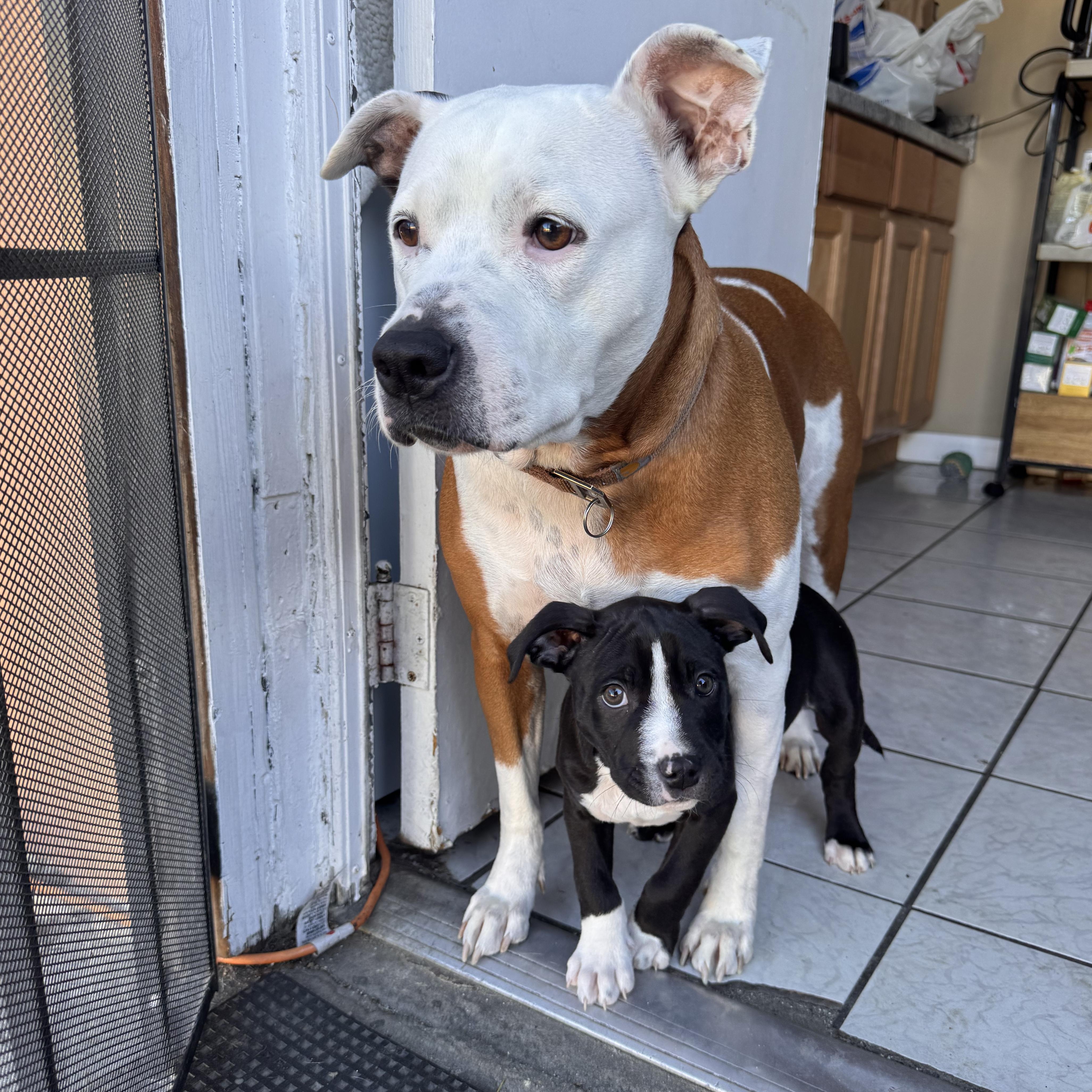 Enlarge Baby Kane (foster to adopt), a ADOPTABLE mixed breed in Pasadena, CA image 3/5