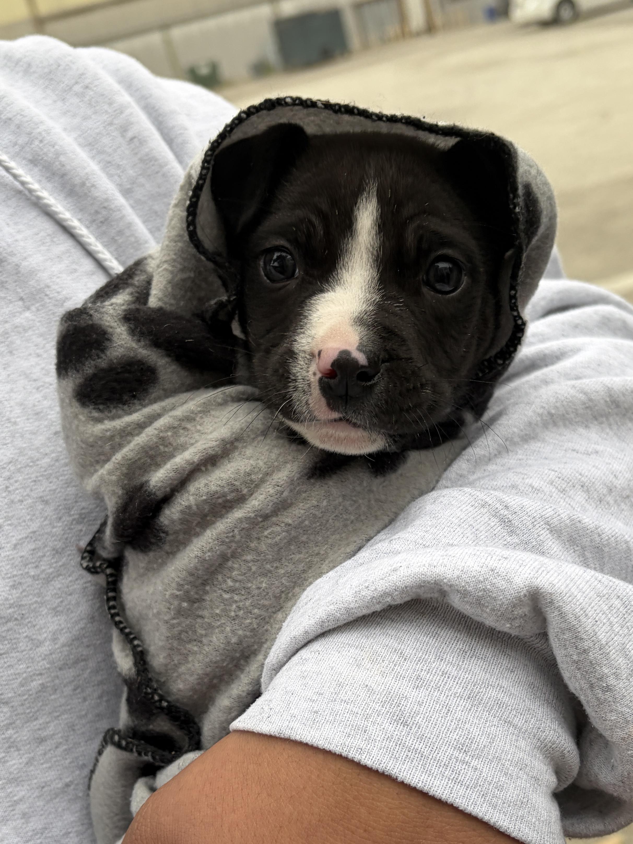 Enlarge Baby Kane (foster to adopt), a ADOPTABLE mixed breed in Pasadena, CA image 2/4