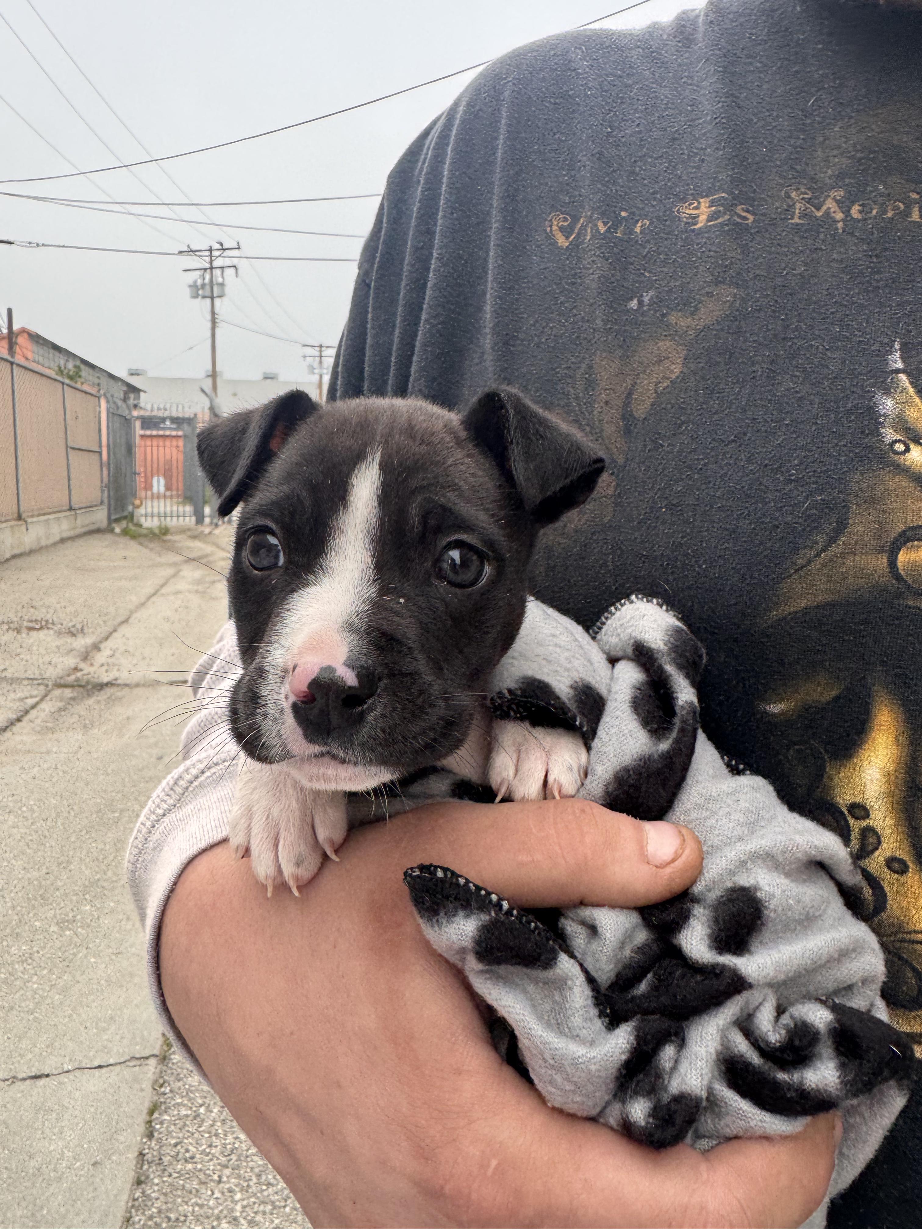 Baby Kane (foster to adopt), ADOPTABLE, Puppy Male Pit Bull Terrier.