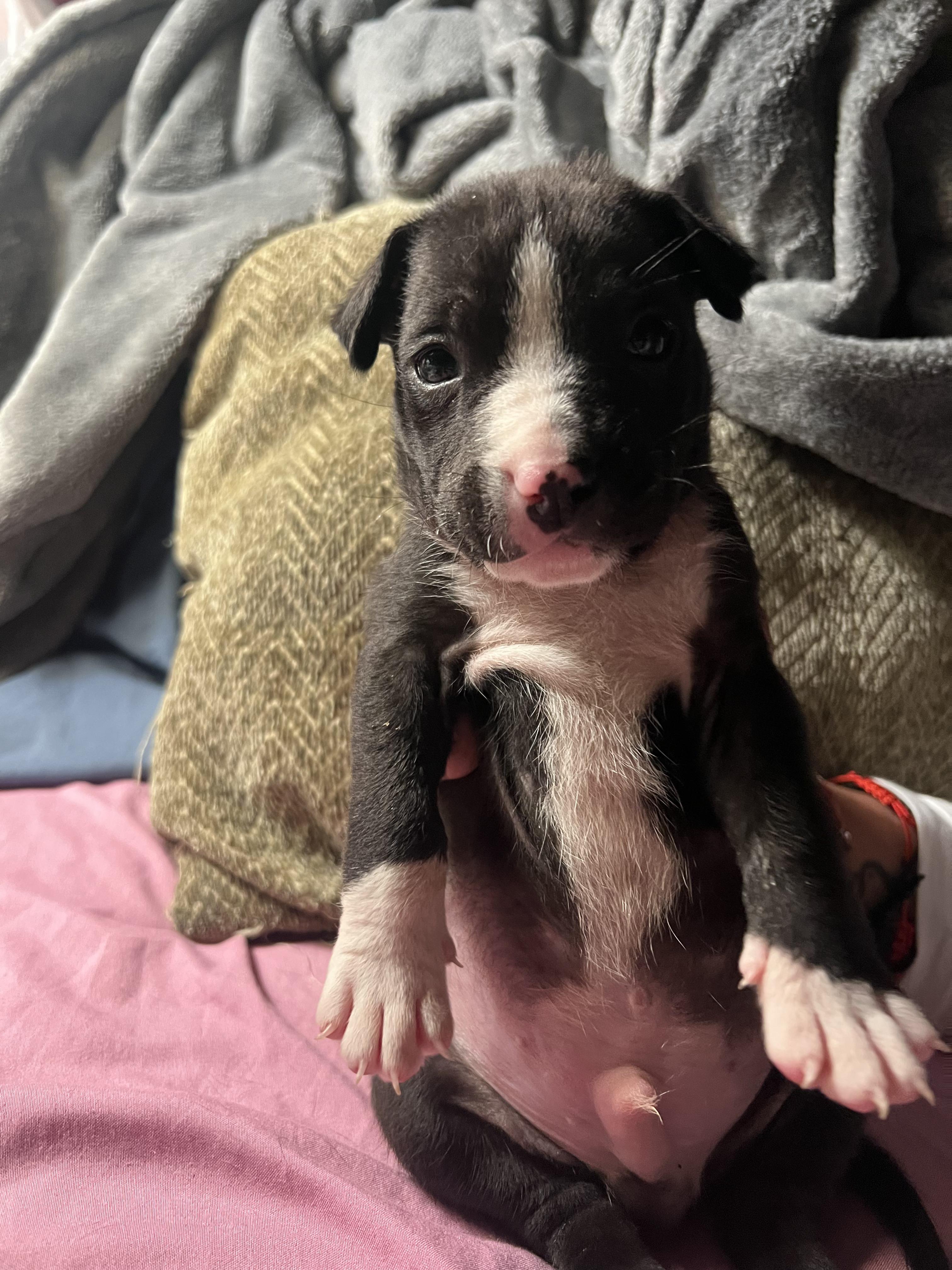 Enlarge Baby Kane (foster to adopt), a ADOPTABLE mixed breed in Pasadena, CA image 3/4