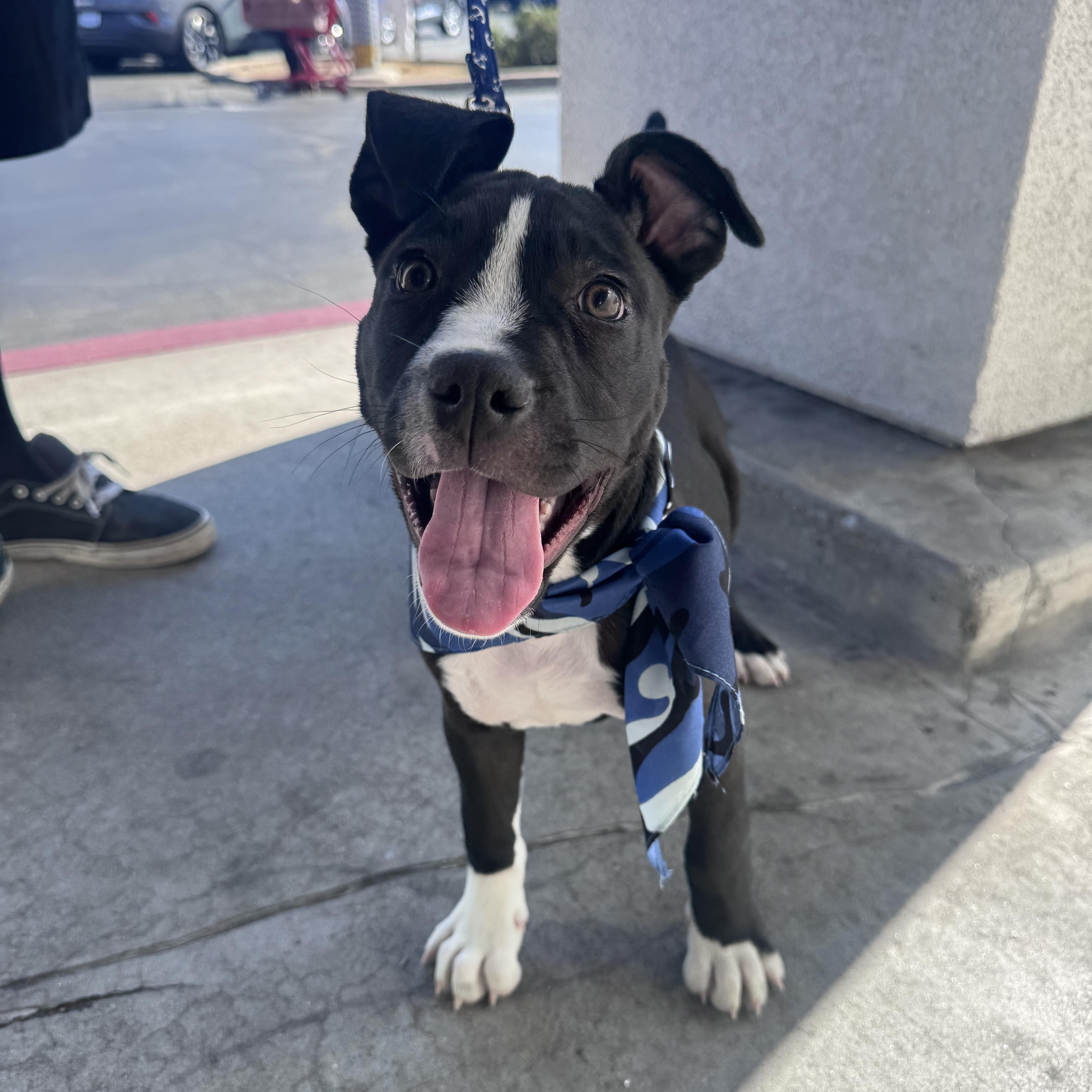 Enlarge Baby Kane, a ADOPTABLE mixed breed in Pasadena, CA image 1/5
