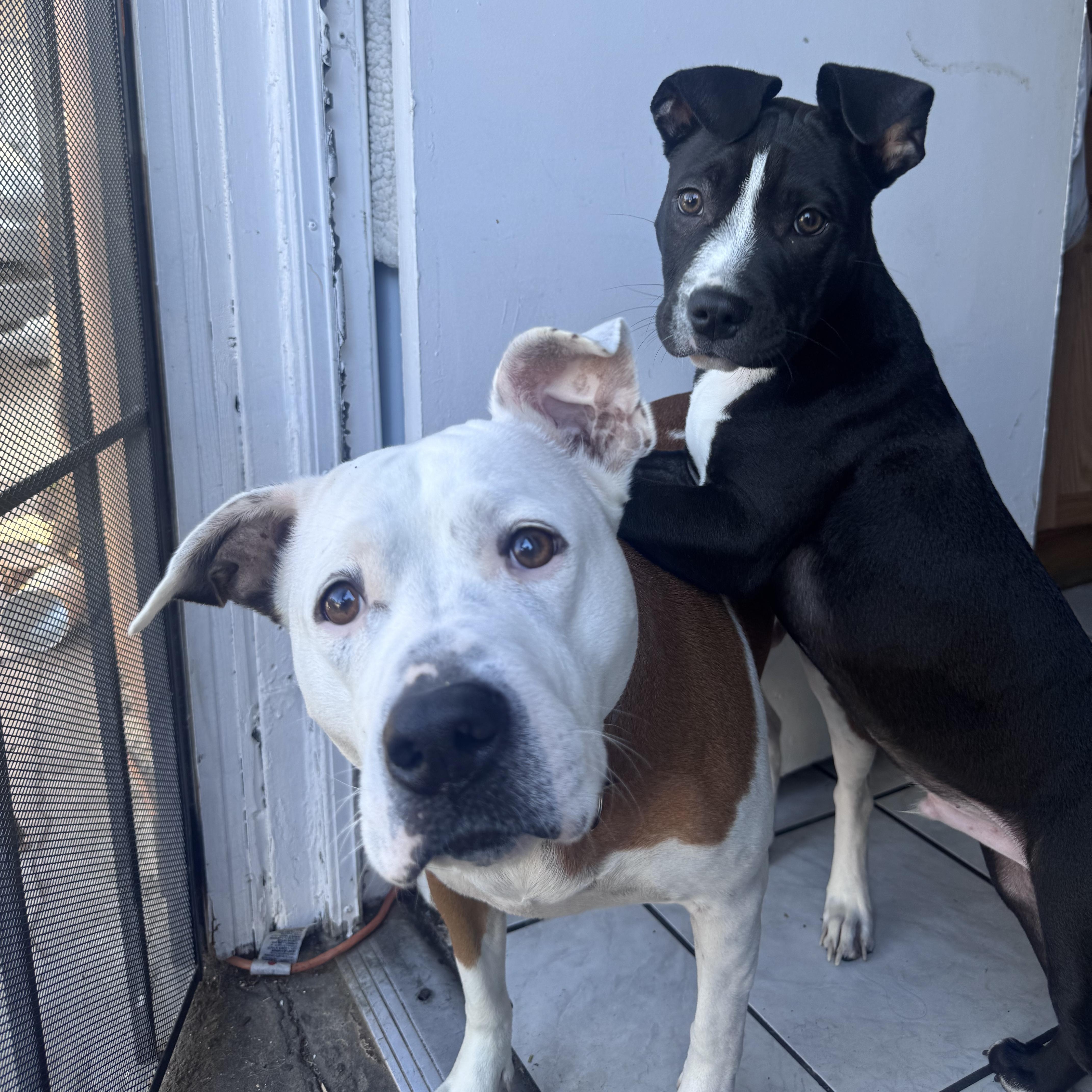 Enlarge Baby Kane, a ADOPTABLE mixed breed in Pasadena, CA image 2/5