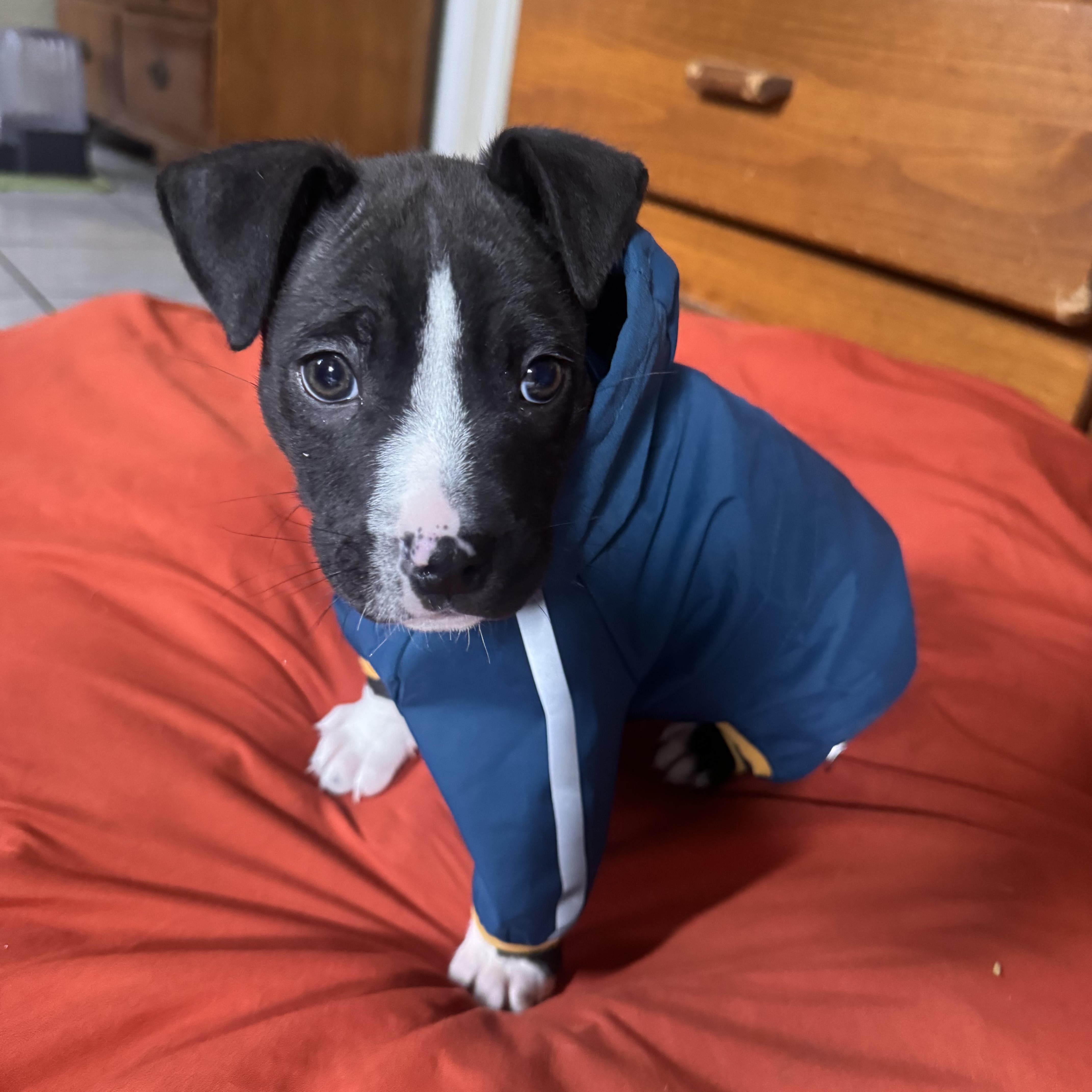 Enlarge Baby Kane (foster to adopt), a ADOPTABLE mixed breed in Pasadena, CA image 1/5