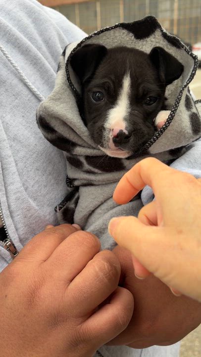 Enlarge Baby Kane (foster to adopt), a ADOPTABLE mixed breed in Pasadena, CA video 4/4