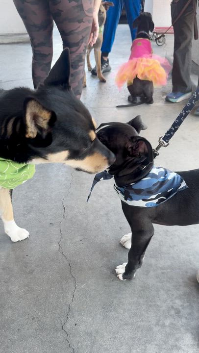 Enlarge Baby Kane, a ADOPTABLE mixed breed in Pasadena, CA video 5/5