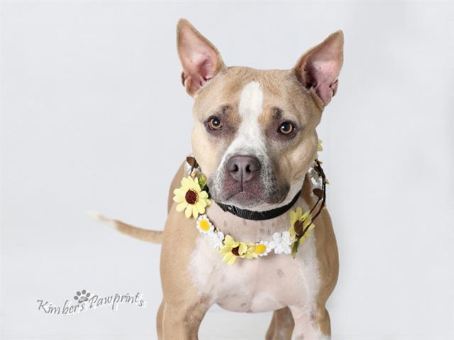 Enlarge DAISY, a Adoptable Australian Cattle Dog / Blue Heeler in Omaha, NE image 1/1