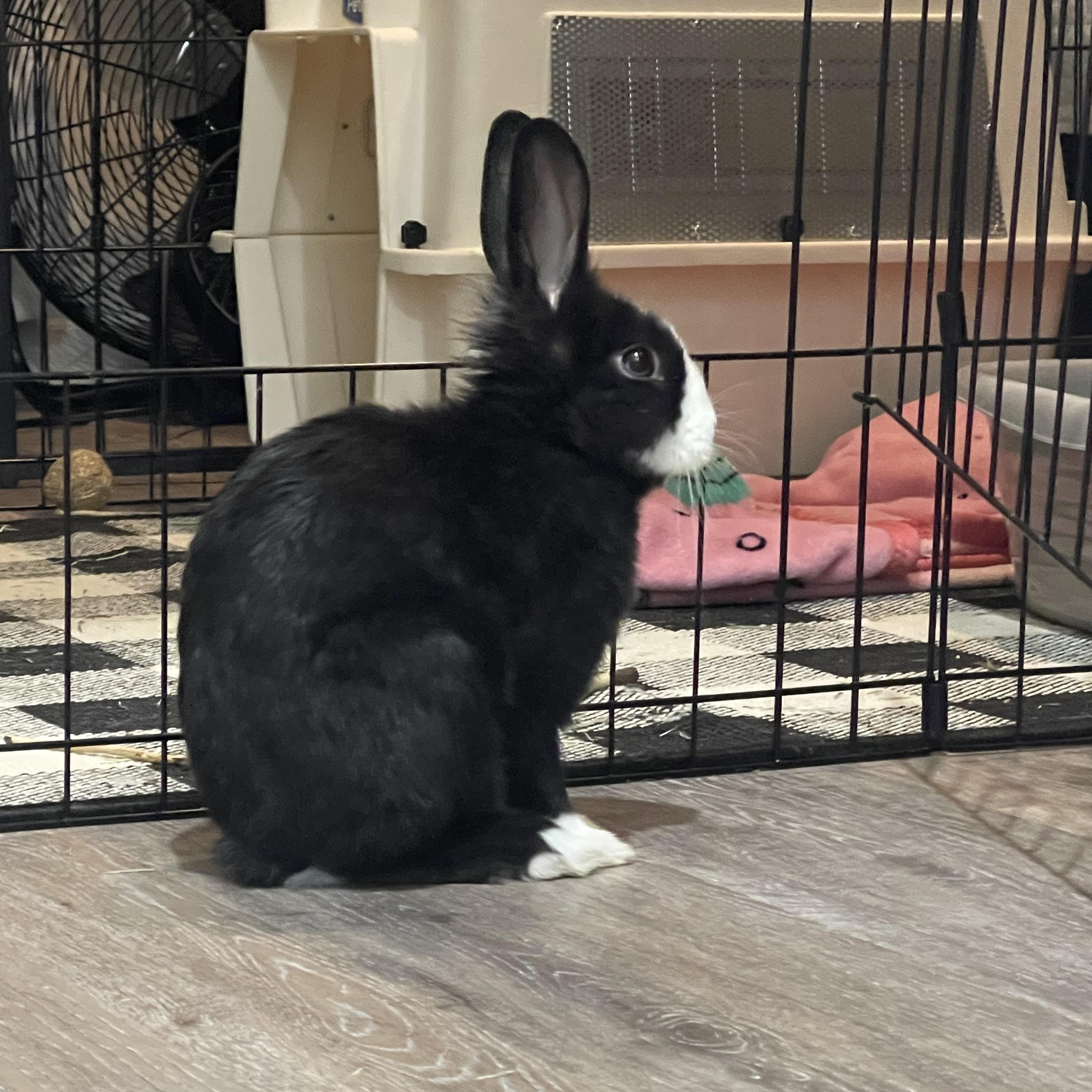 Enlarge Bluey, a ADOPTABLE mixed breed in Bishopville, SC image 3/4