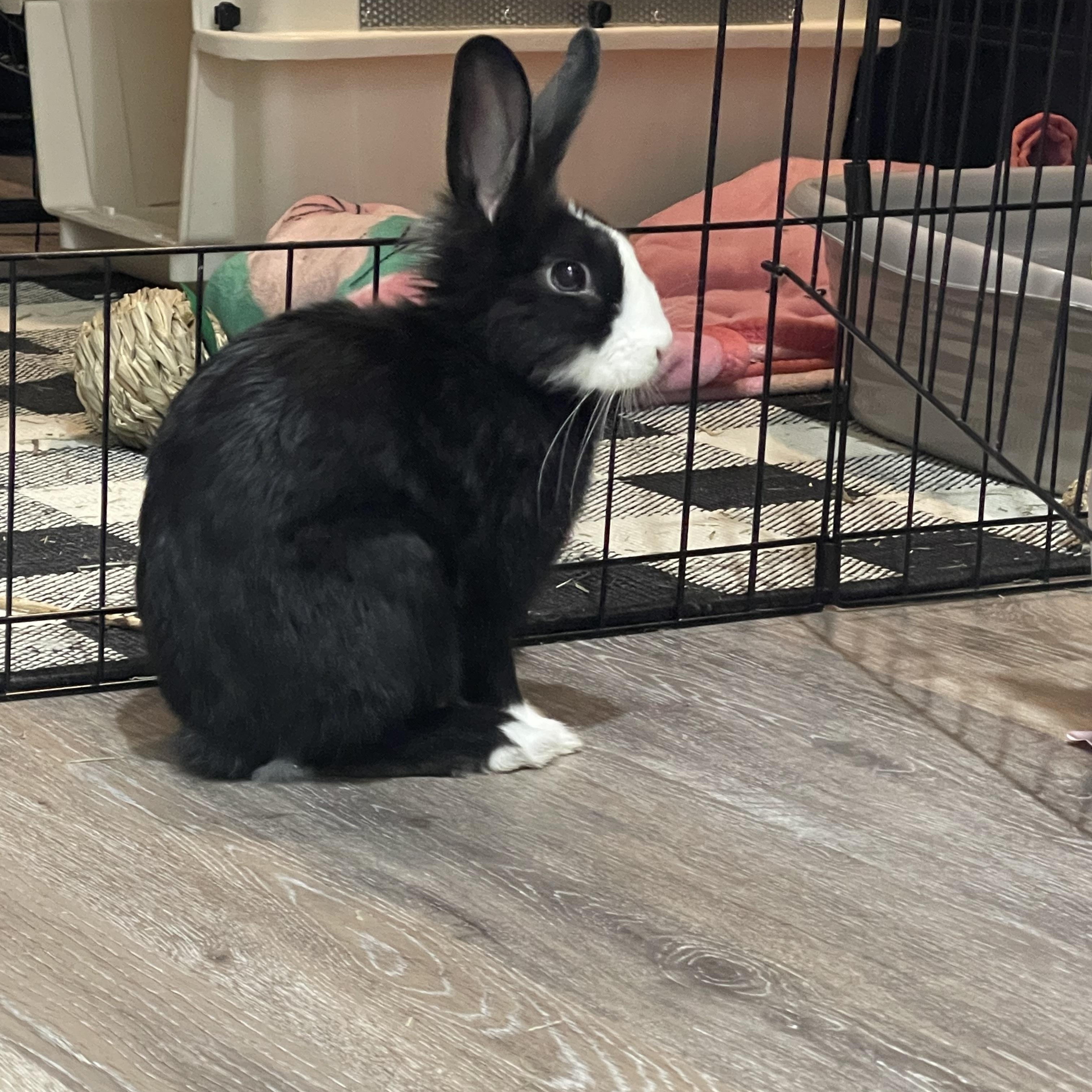 Enlarge Bluey, a ADOPTABLE mixed breed in Bishopville, SC image 4/4