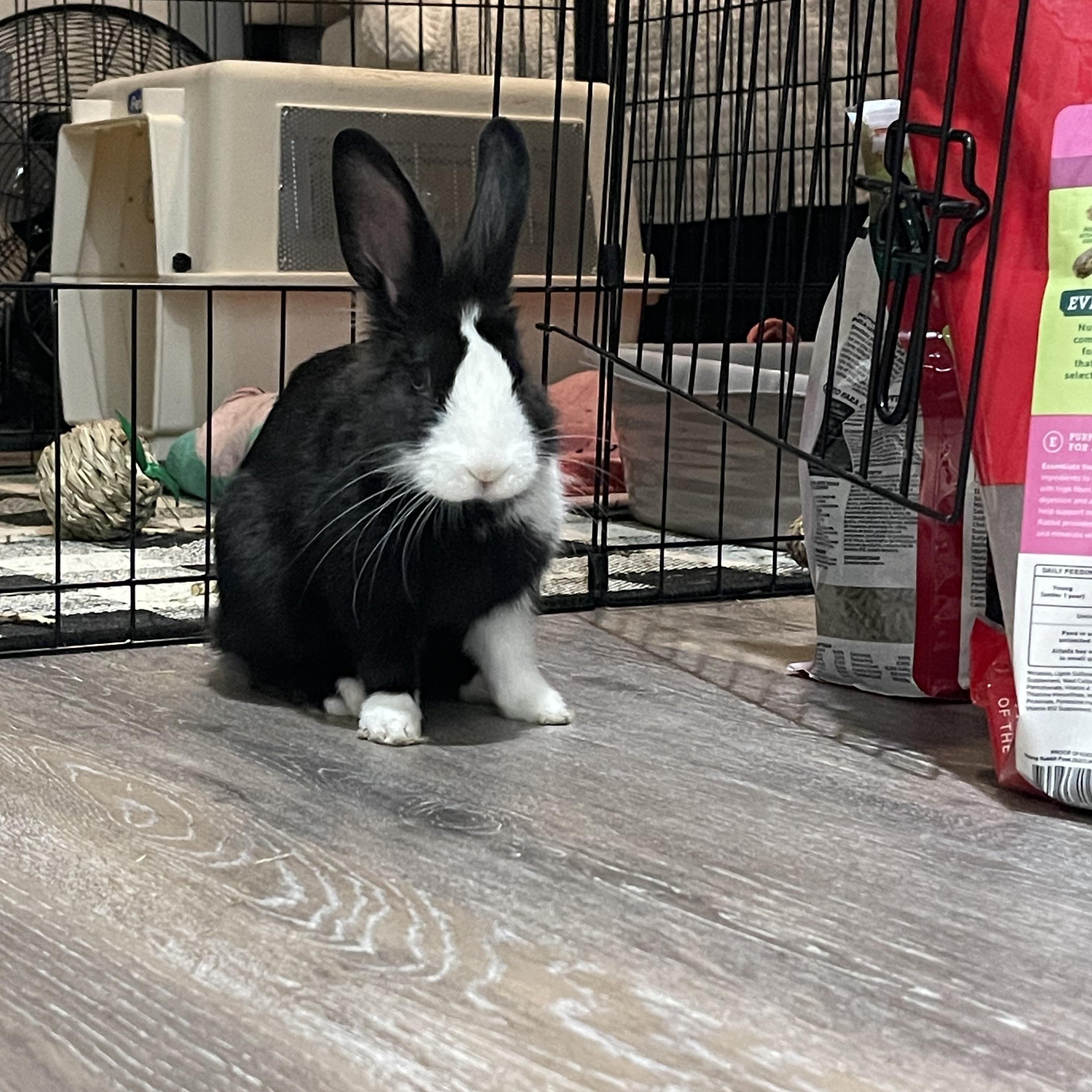 Enlarge Bluey, a ADOPTABLE mixed breed in Bishopville, SC image 2/4