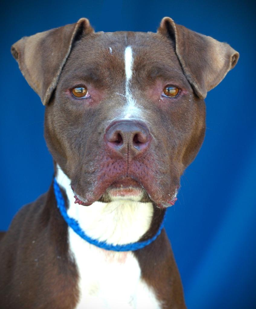 Enlarge Merry, a Adoptable Pit Bull Terrier in Denham Springs, LA image 2/2