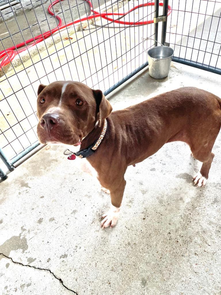 Merry, Adoptable, Adult Female Pit Bull Terrier.