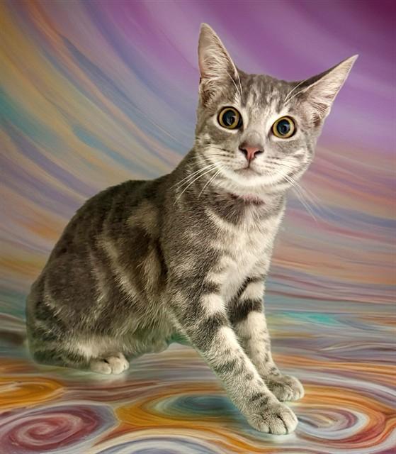 MADAME CHAI, Adoptable, Young Female Domestic Short Hair.