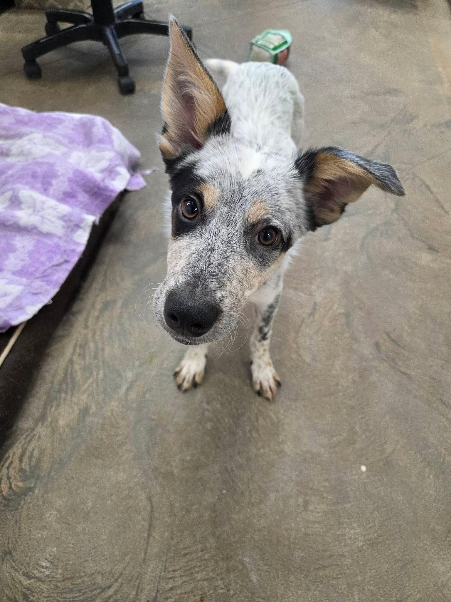 Banzai, a ADOPTABLE mixed breed in Roosevelt, UT image 3/4