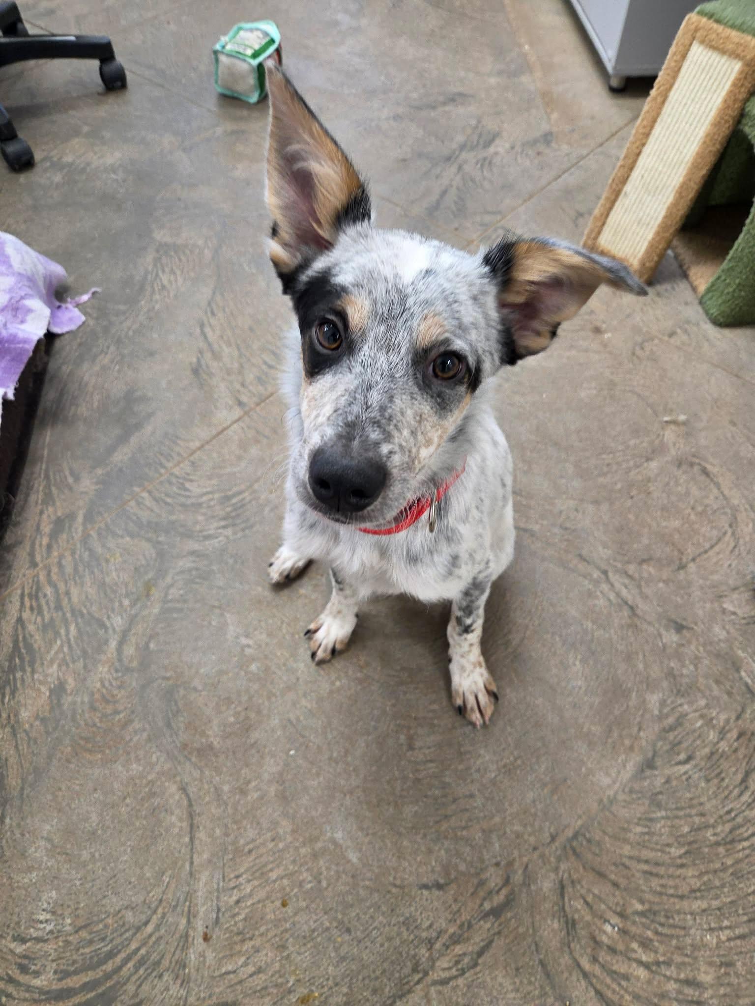 Banzai, ADOPTABLE, Young Male Australian Cattle Dog / Blue Heeler & Border Collie.