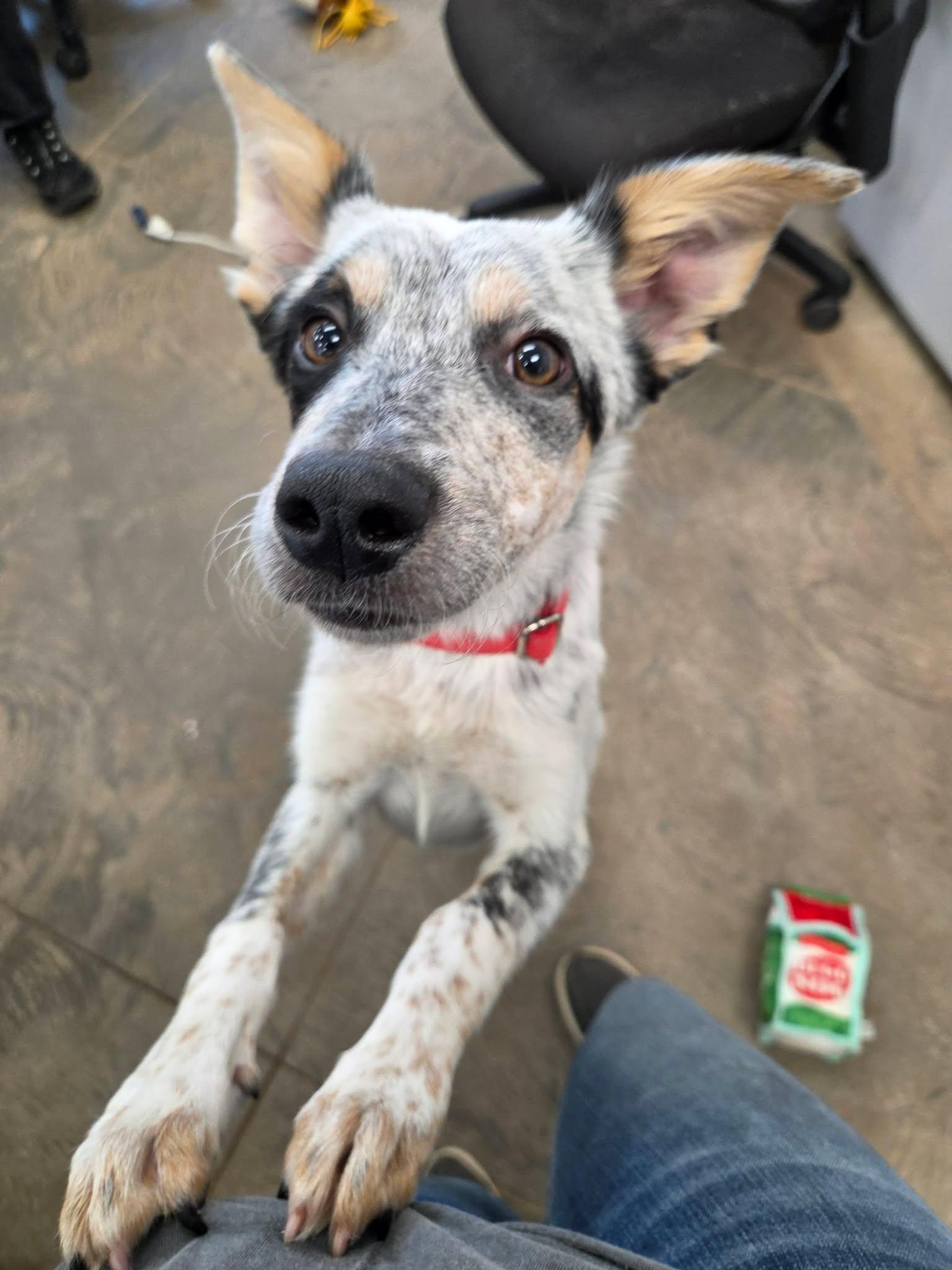 Banzai, a ADOPTABLE mixed breed in Roosevelt, UT image 2/4
