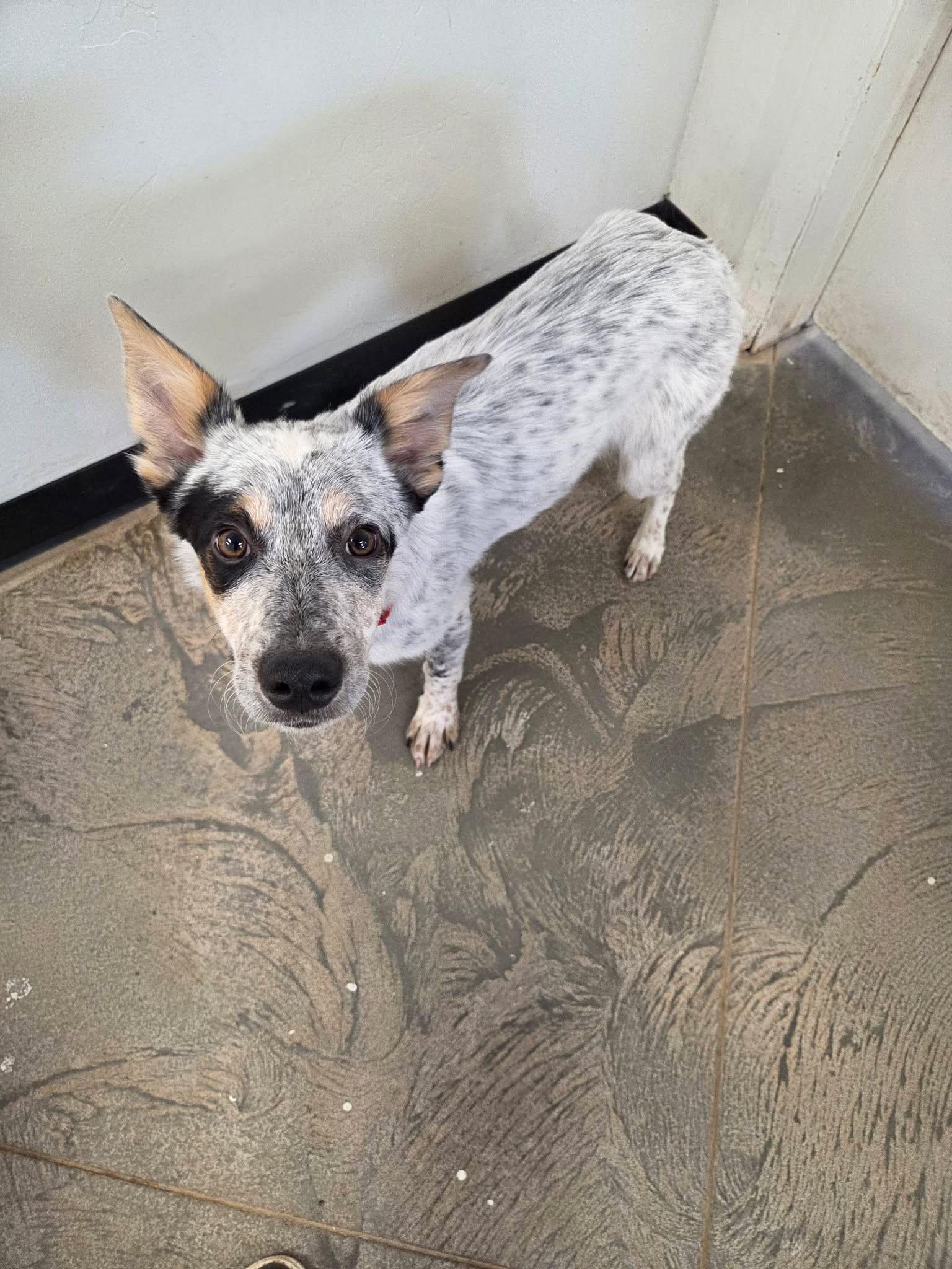 Banzai, a ADOPTABLE mixed breed in Roosevelt, UT image 4/4