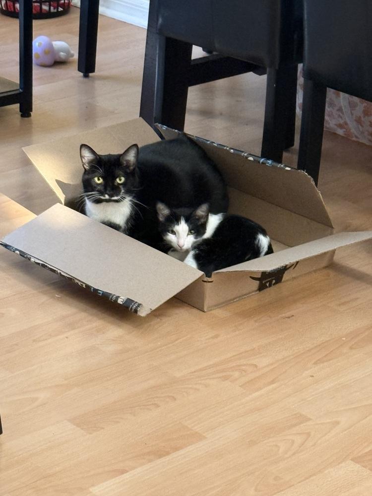 Chicken, a Adoptable mixed breed in Brandon, FL image 1/2