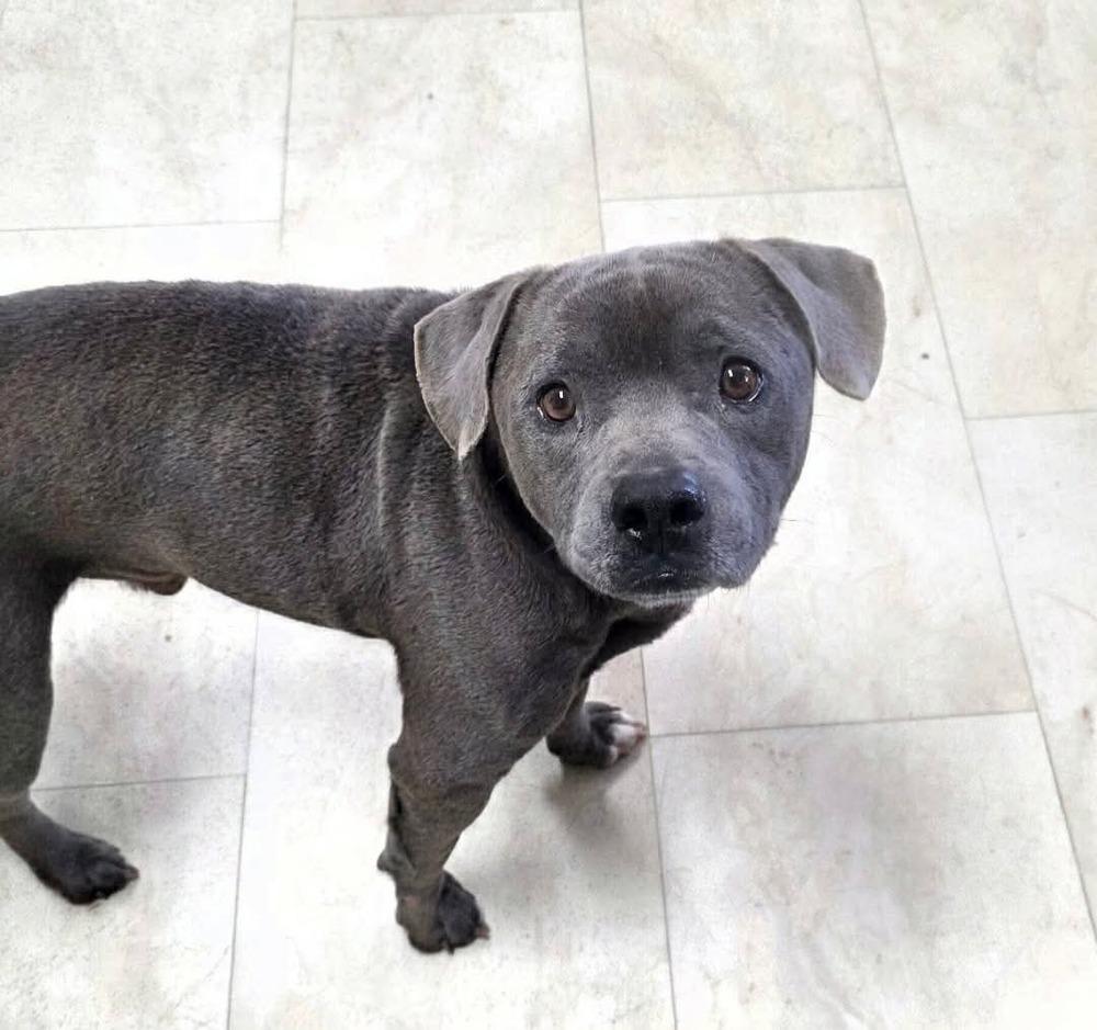 Scooby, a Adoptable mixed breed in Syracuse, NY image 1/6