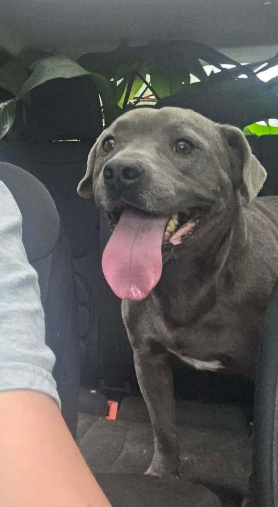 Scooby, a Adoptable mixed breed in Syracuse, NY image 2/6