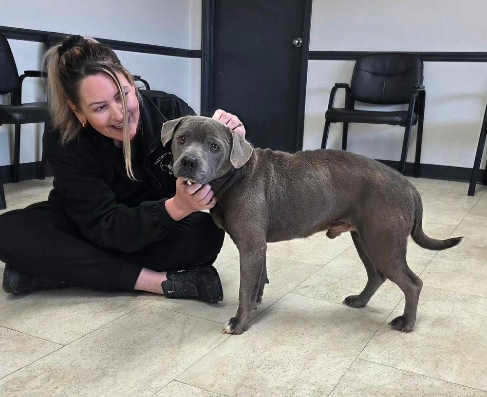 Scooby, a Adoptable mixed breed in Syracuse, NY image 3/6