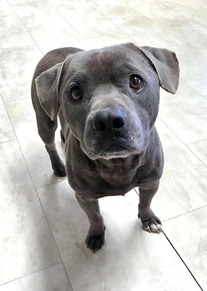 Scooby, a Adoptable mixed breed in Syracuse, NY image 4/6