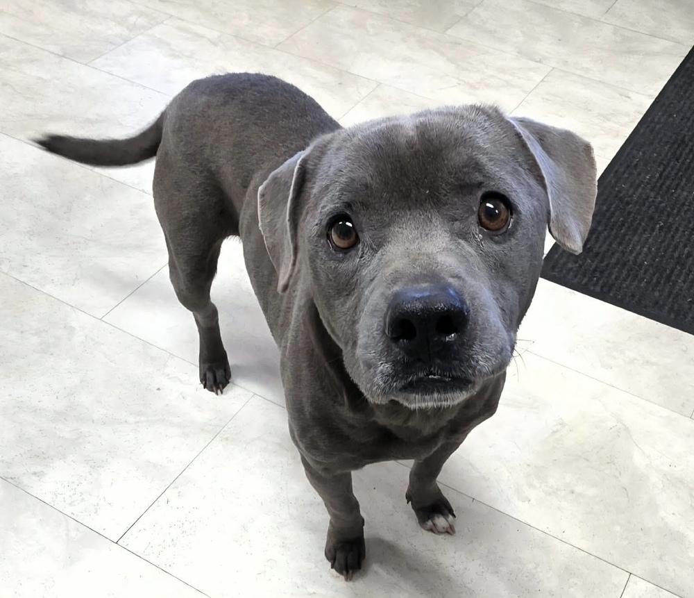 Scooby, a Adoptable mixed breed in Syracuse, NY image 5/6