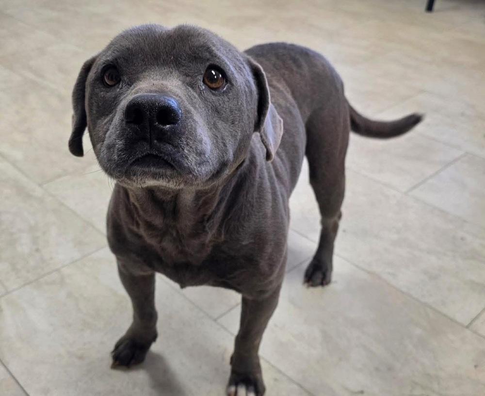 Scooby, a Adoptable mixed breed in Syracuse, NY image 6/6