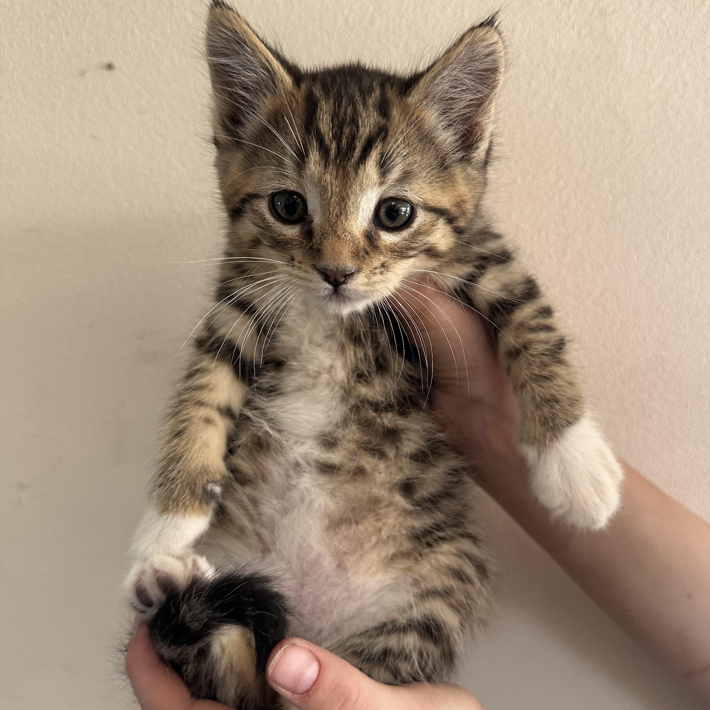 Enlarge Nimbus, a Adoptable Domestic Short Hair in Sunnyside, WA image 1/1