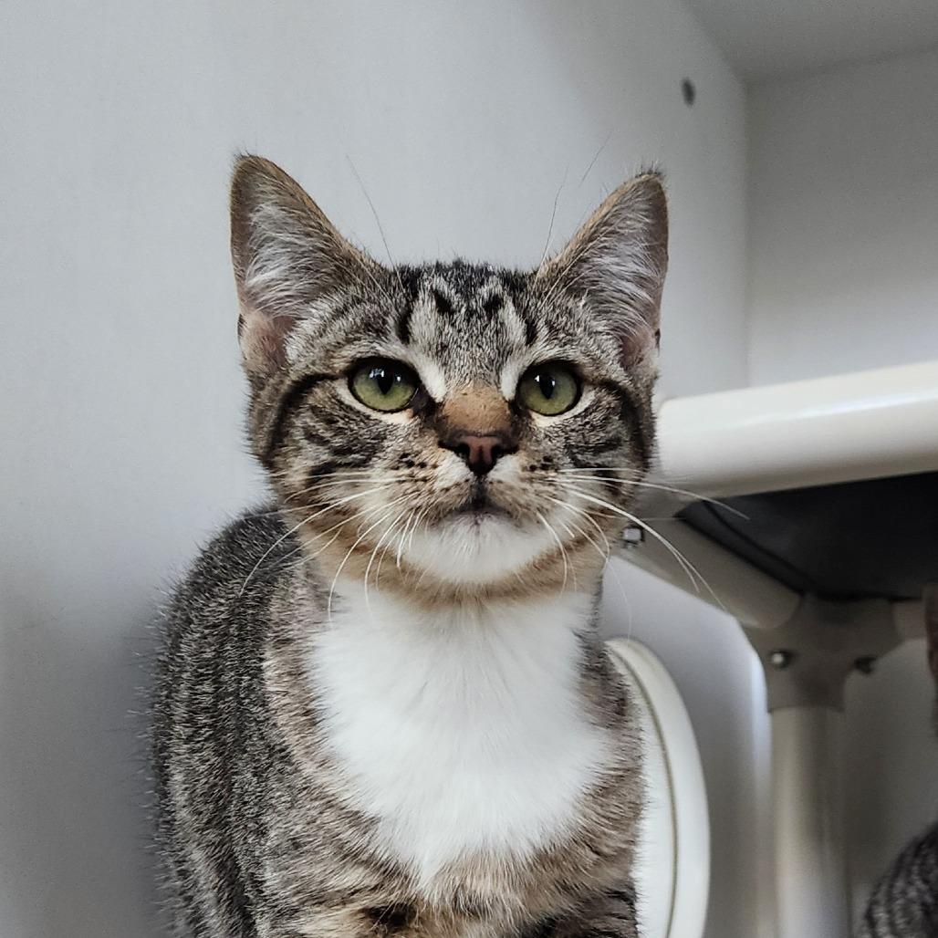 Enlarge Josephine, an adopted Domestic Short Hair in Ely, MN image 1/1