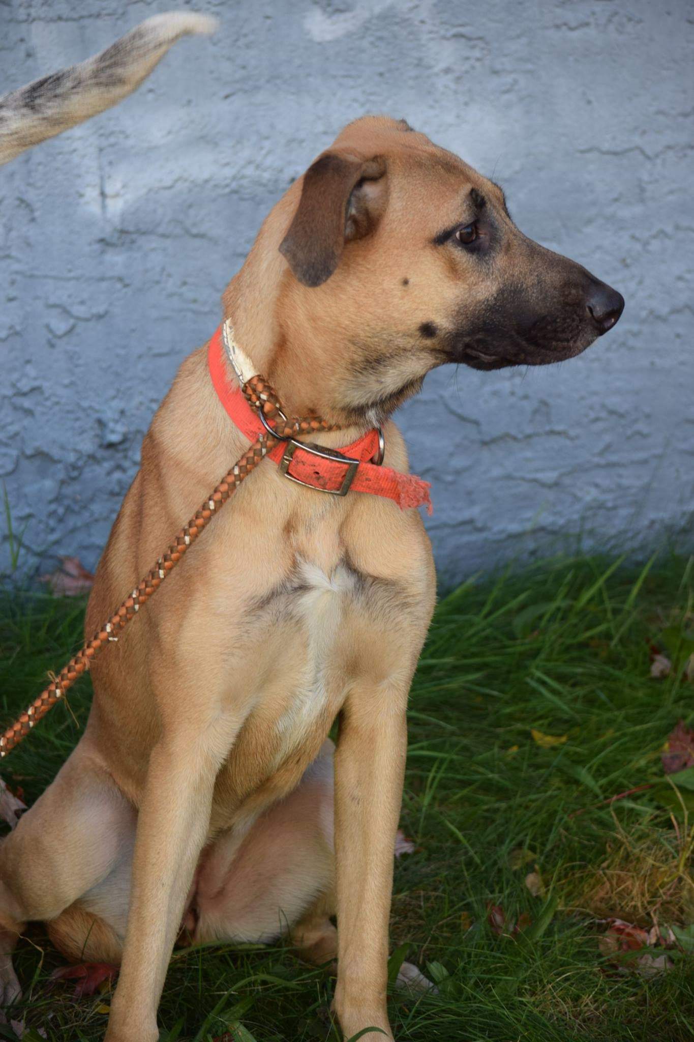 Daisy, Adoptable, Adult Female Mastiff & German Shepherd Dog.