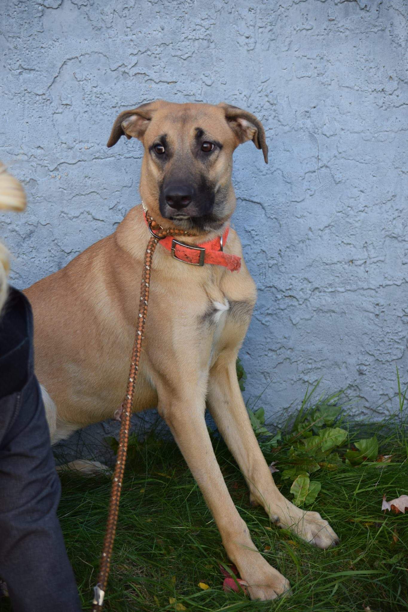 Enlarge Daisy, a Adoptable mixed breed in Far Rockaway, NY image 2/3