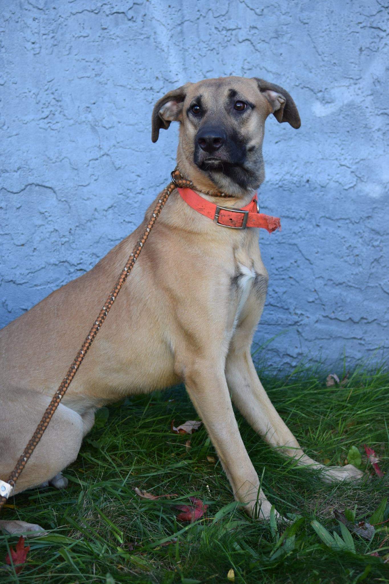Enlarge Daisy, a Adoptable mixed breed in Far Rockaway, NY image 3/3