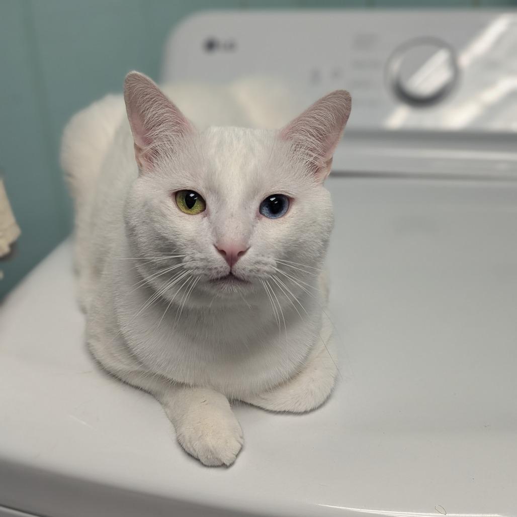 Enlarge Bello, a Adoptable Domestic Short Hair in Buffalo, NY image 1/3