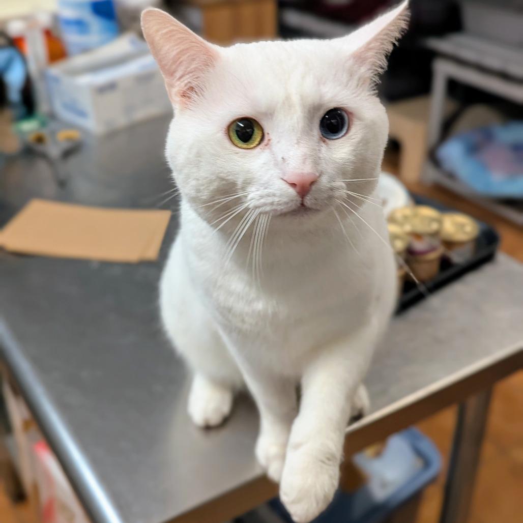 Enlarge Bello, a Adoptable Domestic Short Hair in Buffalo, NY image 2/3