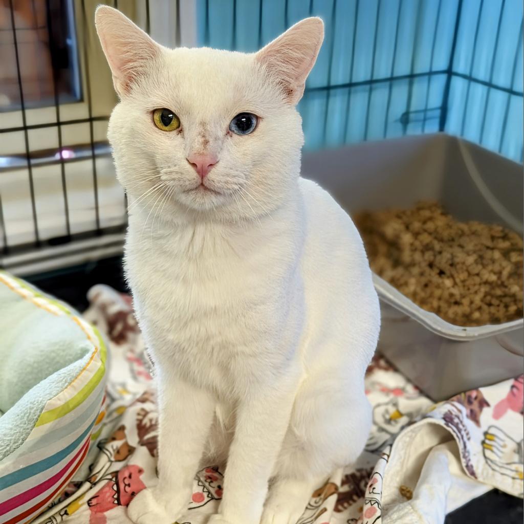 Enlarge Bello, a Adoptable Domestic Short Hair in Buffalo, NY image 3/3