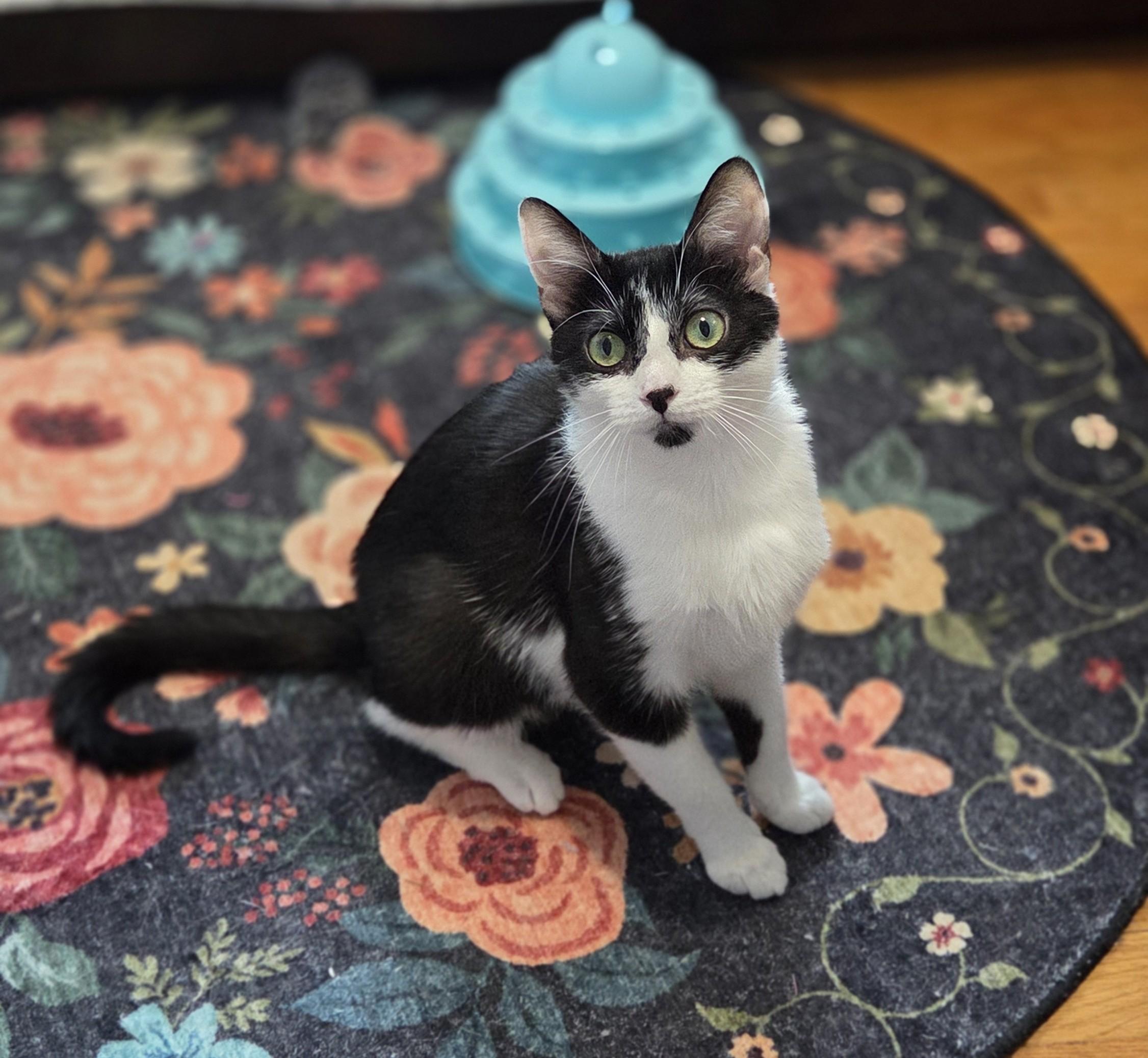 Flora, a Adoptable Domestic Short Hair in Livonia, MI image 4/5