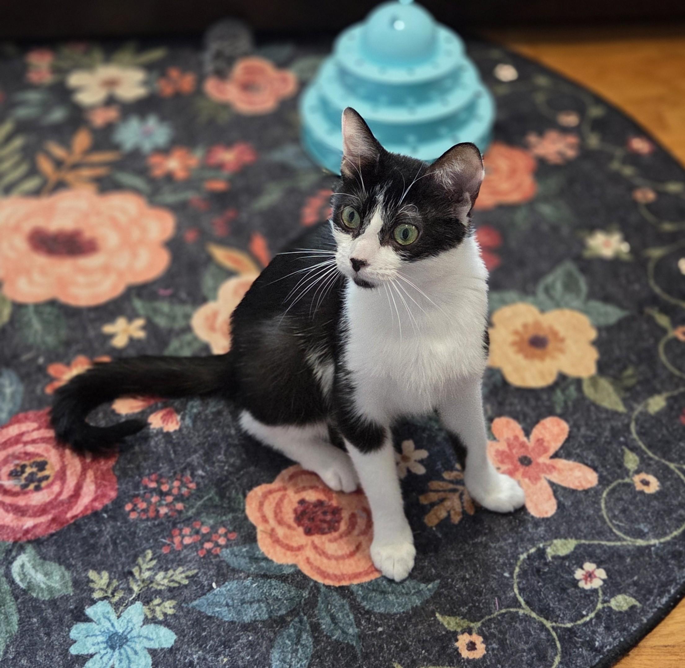 Flora, a Adoptable Domestic Short Hair in Livonia, MI image 2/5