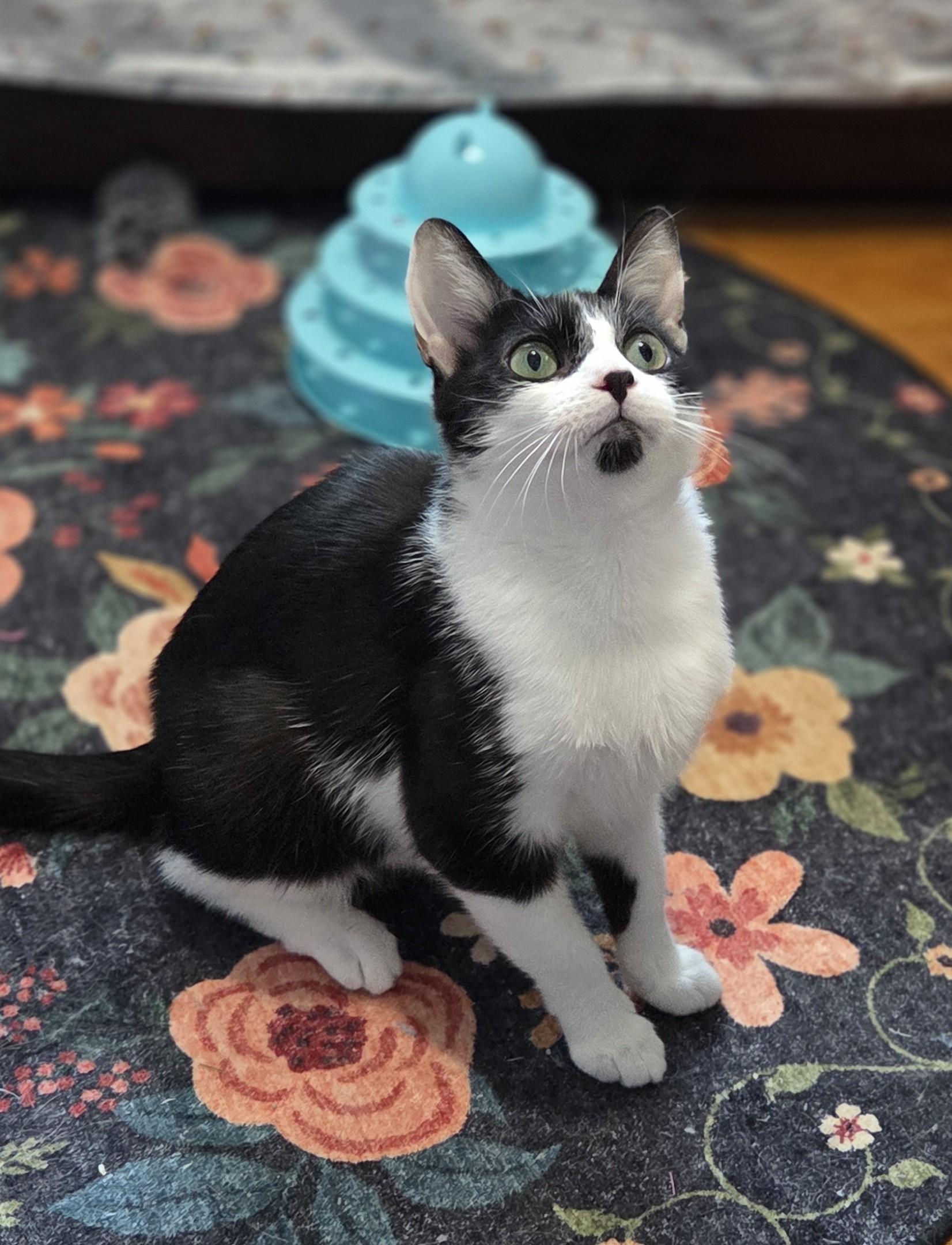 Flora, a Adoptable Domestic Short Hair in Livonia, MI image 3/5