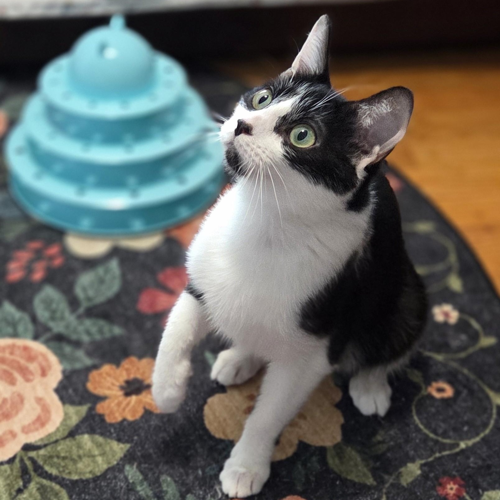 Flora, a Adoptable Domestic Short Hair in Livonia, MI image 1/5