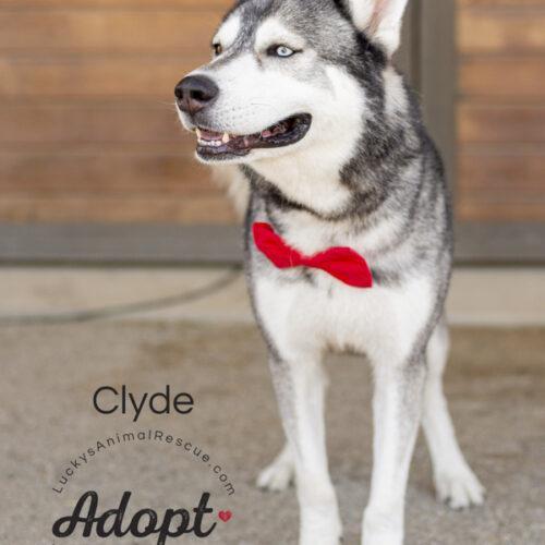 Clyde, Adoptable, Adult Male Siberian Husky.