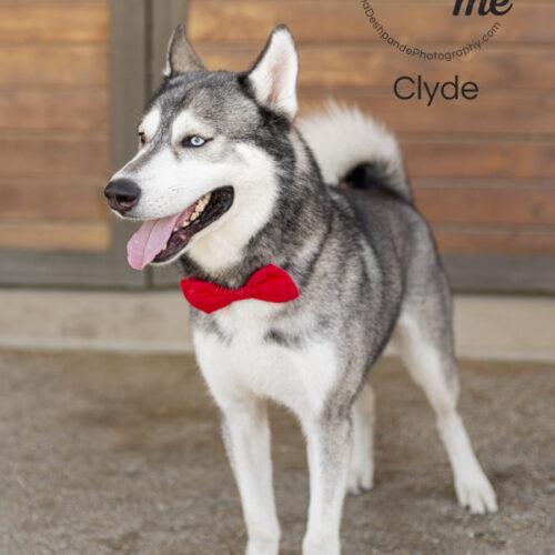 Clyde, a Adoptable Siberian Husky in Bakersfield, CA image 2/2