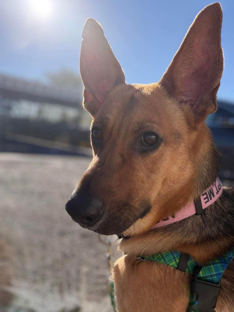 Sonya, Adoptable, Adult Female Shepherd.