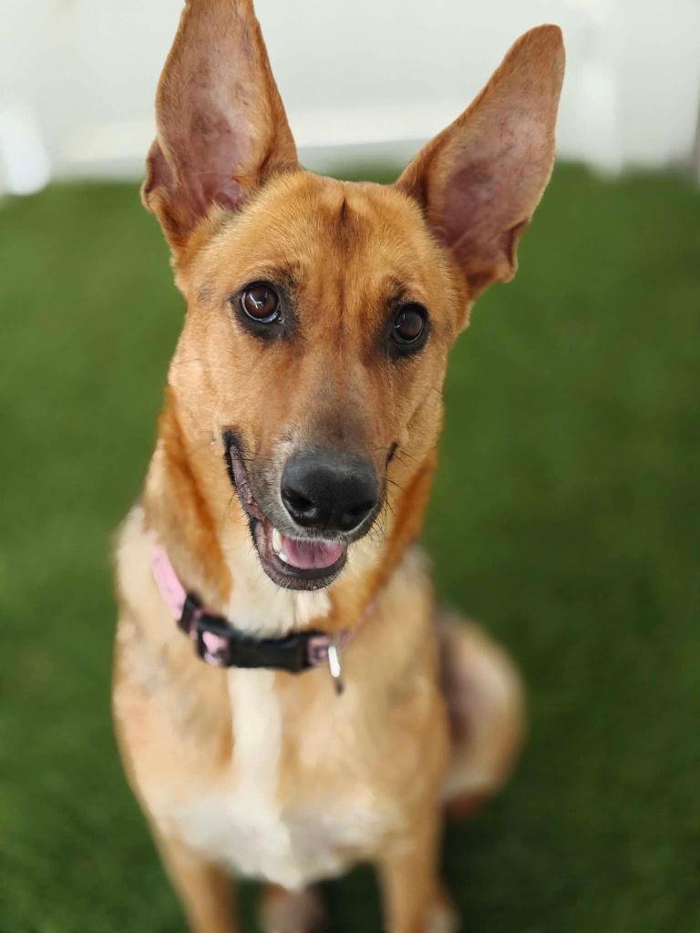 Enlarge Sonya, a Adoptable Shepherd in Saint George, UT image 2/3