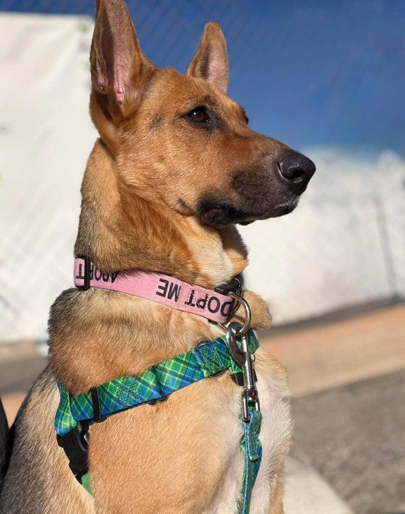 Enlarge Sonya, a Adoptable Shepherd in Saint George, UT image 3/3