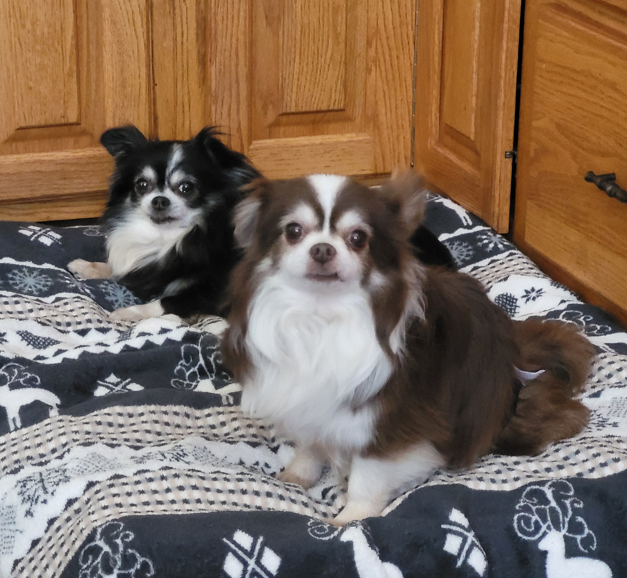Enlarge Jade & Diesel *Forever in Foster Care*, a Adoptable Chihuahua in Etobicoke, ON image 1/4