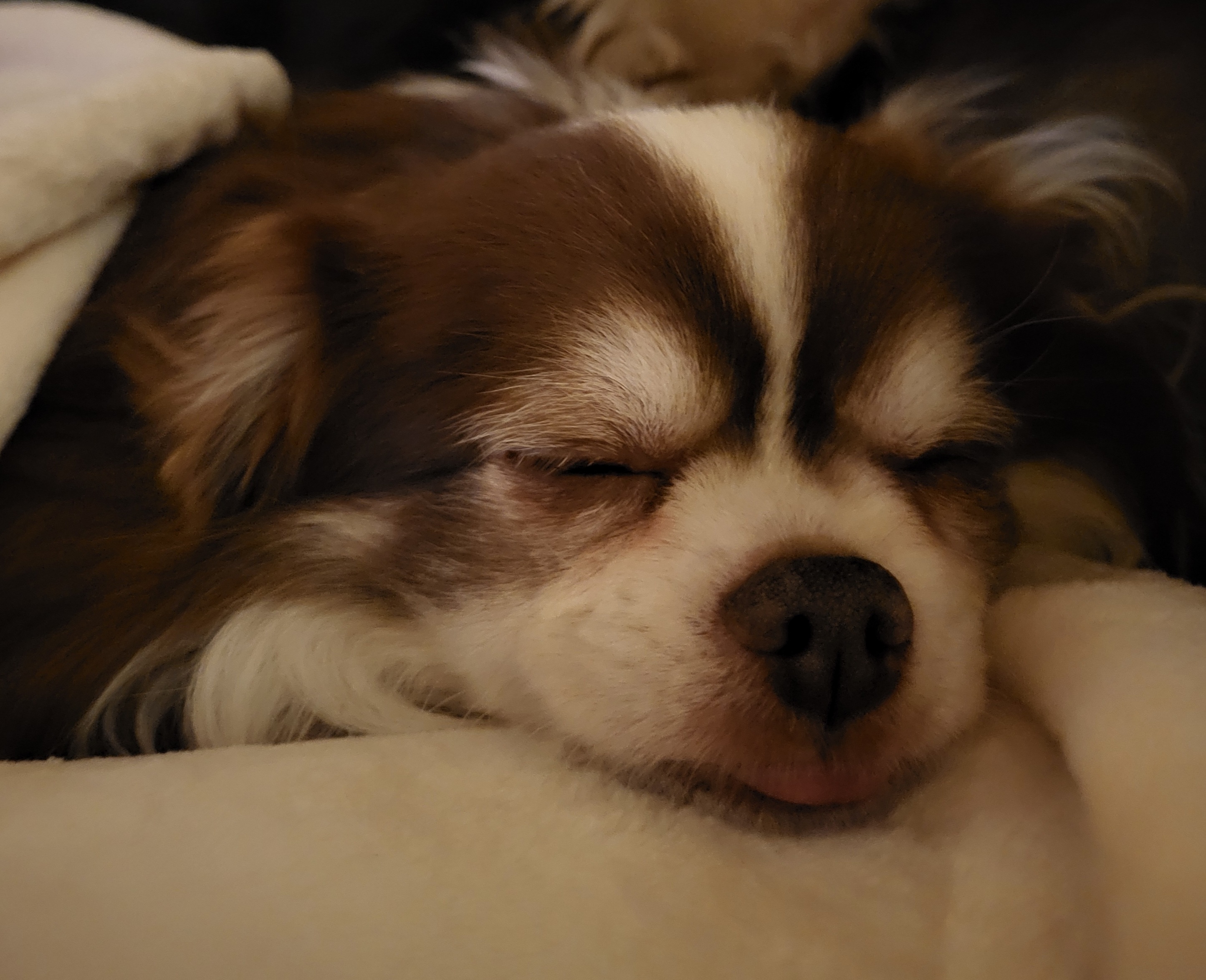 Enlarge Jade & Diesel *Forever in Foster Care*, a Adoptable Chihuahua in Etobicoke, ON image 2/4