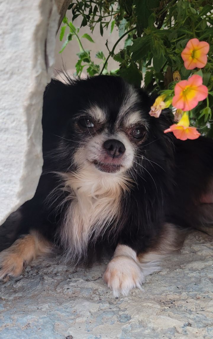 Enlarge Jade & Diesel *Forever in Foster Care*, a Adoptable Chihuahua in Etobicoke, ON image 3/4