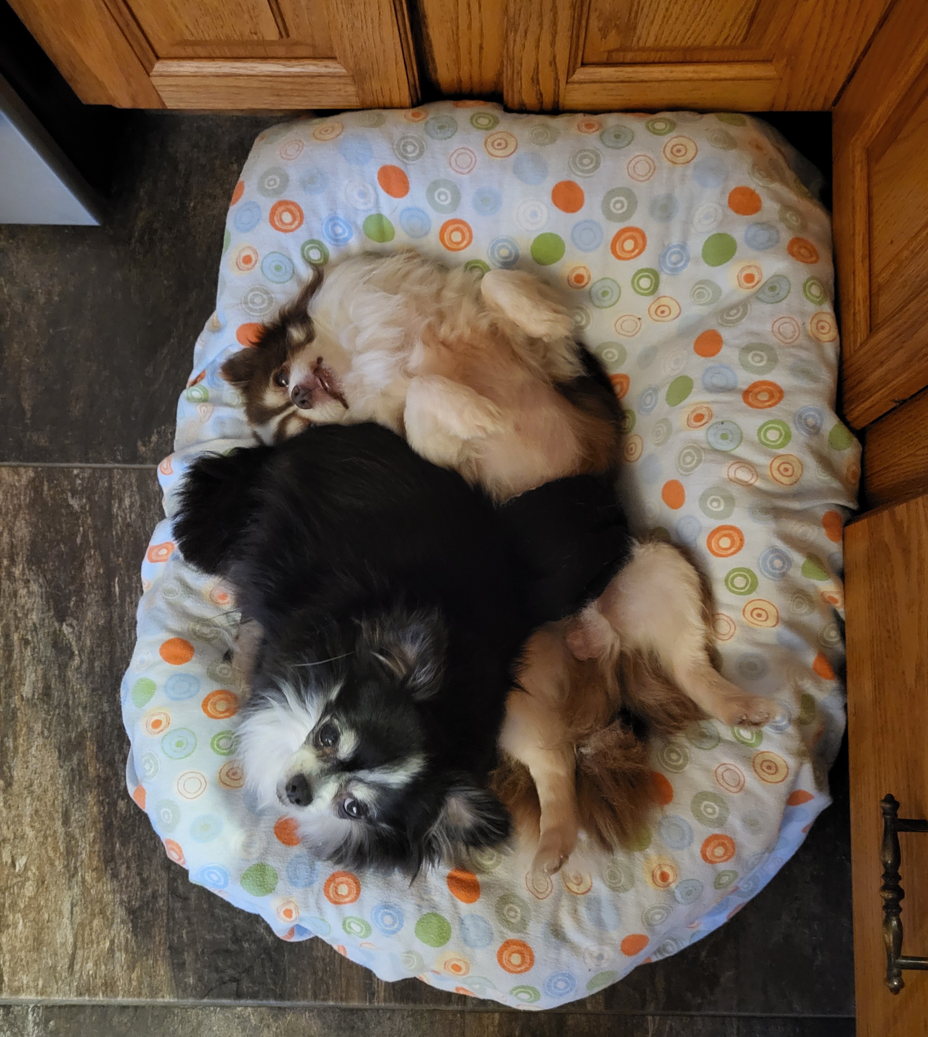 Enlarge Jade & Diesel *Forever in Foster Care*, a Adoptable Chihuahua in Etobicoke, ON image 4/4